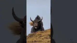 pet animal wild buffalo (@wildanimalsvector3221)#shorts #viral #shortvideo #trending