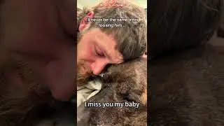 Cats are skilled hunters. #cat #catsoftiktok #funnycat #fyp #pet #funnyvideos #funnyanimals #foryou