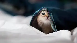Berg - Wizdom