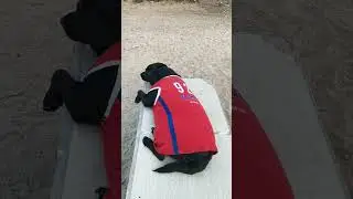 Sonal Rawal is live! cute#Labrador#🦮 black#female#cute#Princy#🥰