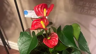 Indoor Garden Tour (Part 14) New Labels, Fertilizer, and Repotted Plant!