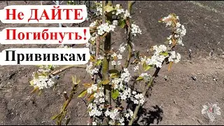 Как СПАСТИ Летние ПРИВИВКИ? Не ДАЙТЕ ПОГИБНУТЬ Окулировкам!