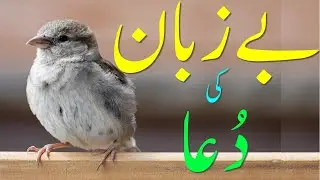 Arrange Fresh Water and Food for Birds especially in Hot summer.  Motivational Video بے زبان کی دُعا