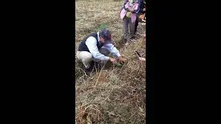 采挖花旗参示范