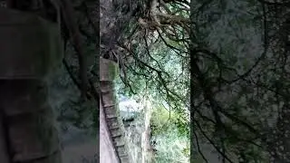 jesmond dene water fall | Newcastle | United Kingdom