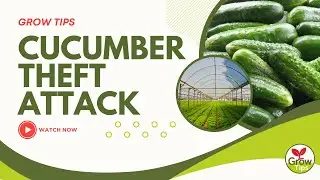 Cucumber Theft Attack &ndash; How to Protect Your Crop from Loss | Grow Tips | खीरे के पोधे को कैसे बचाएं