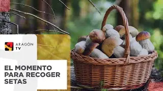 Noviembre, mes de recogida de setas
