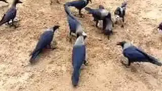 MAN FEEDING CROWS ON BEACH