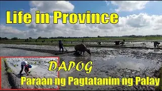 Life in Province / Planting Rice using 