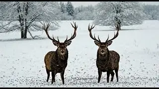 Honey Bees Swarm Two Big Stags After Honey Falls | Helicopter Rescue Mission