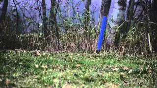 Dogumentary: A Documentary about a Movie for Dogs