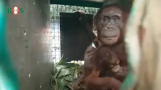 Vier neue Wilde: Eine ganz besondere Auswilderung | BOS | orangutan.de