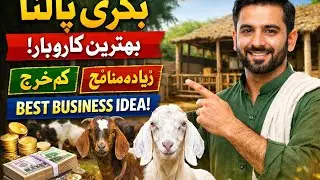 Goat Farming &ndash; A Profitable Business in Pakistan|Asad GOATS |🐐