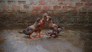 ইনকিউবেটরের তৈরী হাঁস || Barishal Voice || Kalam Khan 's New Video about Pigeons