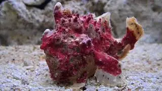Antennarius maculatus