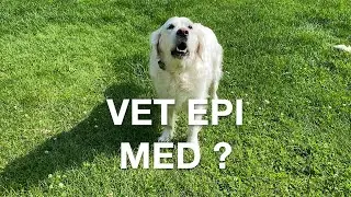 5 Questions to Ask Vet About Seizure Medication