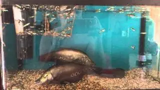 clown knife fish feeding