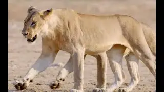 Misfit Lion comes of age Now a teenager - Part 2
