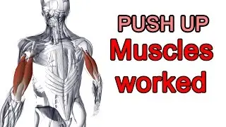 Push up DOES NOT build chest !!! [Push up No.1]