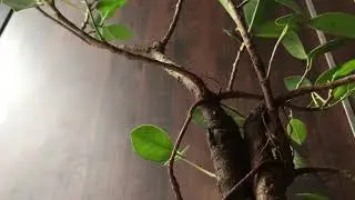 My Microcarpa Multi Trunk ficus Bonsai Tree (Aerial Roots Growing Tips).