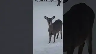 Pointe-aux-Chevreux          #nature #chevreuils #deer #hiver #montreal #quebec #amour