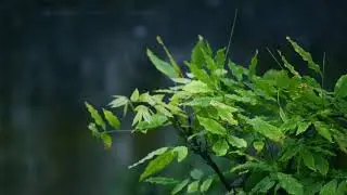 Tree moving template