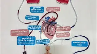 Heart & blood circulation model : จำลองเส้นทางแห่งหัวใจ