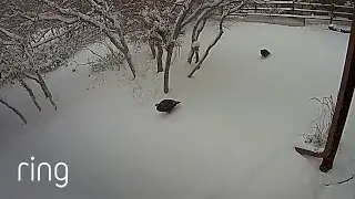 Trying to Talk to Some Local Turkey&rsquo;s Through Ring! | RingTV
