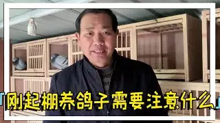 新手朋友刚起棚养鸽子，这种配对模式最稳妥！农村大叔教你好方法！【农村达叔】