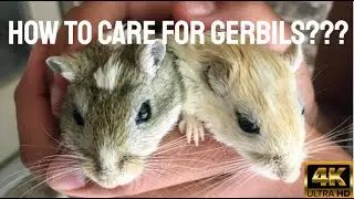 Basic Gerbil Care!!!