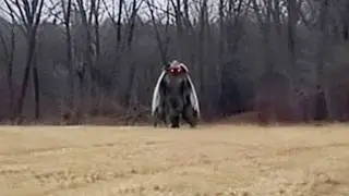 Mysterious Mothman Encounters Caught On Camera