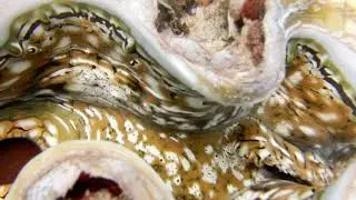 Fluted giant clam