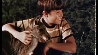 Skippy el canguro   Serie de Tv