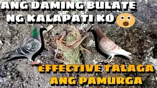 PINURGA KO KALAPATI KO ANG DAMING BULATE UBOS PATI PANG TUBOS #beastlofttv #kalapati #pigeonracing