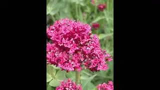 Red Valerian