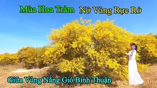 Mùa Hoa Tràm Nở Vàng Rực Rỡ. Vẽ Đẹp Hoang Sơ Giữa Vùng Nắng Gió Bình Thuận.
