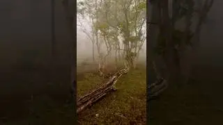 Tiger sightings from kabini #tiger #kabini #wildlife #youtubeshorts #shorts