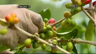 NET JABAR - KOPI KABUPATEN BANDUNG BARAT