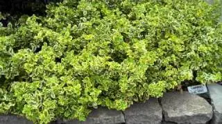 Gold Splash Wintercreeper - Euonymus