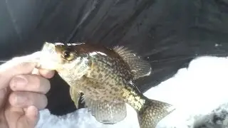 Ice Fishing Crappie and Bluegill 12-18-13