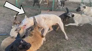 Tyson and Mazlum Faced Off! The Battle Over Jegi!