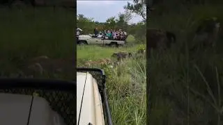 Hyanas catches warthog but lions swoop into steal the prize #short #viralvideo #wildanimal #shorts