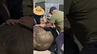 Flipping a giant 600 pound Galapagos tortoise￼  