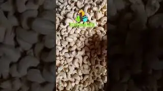 Cashew nuts available.. Comment down your enquiries.. #senthamilon #cashews #bulk