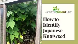 How to Identify Japanese Knotweed - Japanese Knotweed Expert Ltd