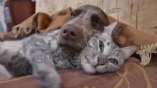 Two different animal can sleep with together without no hesitation , human can't live with peace