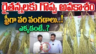 ఫ్రీగా వరి వంగడాలు.. ఎక్కడంటే..?| Great Opportunity For Farmers | Free rice Seeds | Rythanna Nestam
