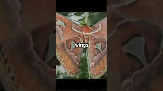 🦋 Atlas Moth: The Giant Moth with Snake-Like Wings! #facts #animals #moth  #wildlife #creatures