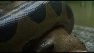 BEASTVISION