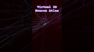 I built the most common neuron in the human brain (White balance) #neuroscience #biologyanimation